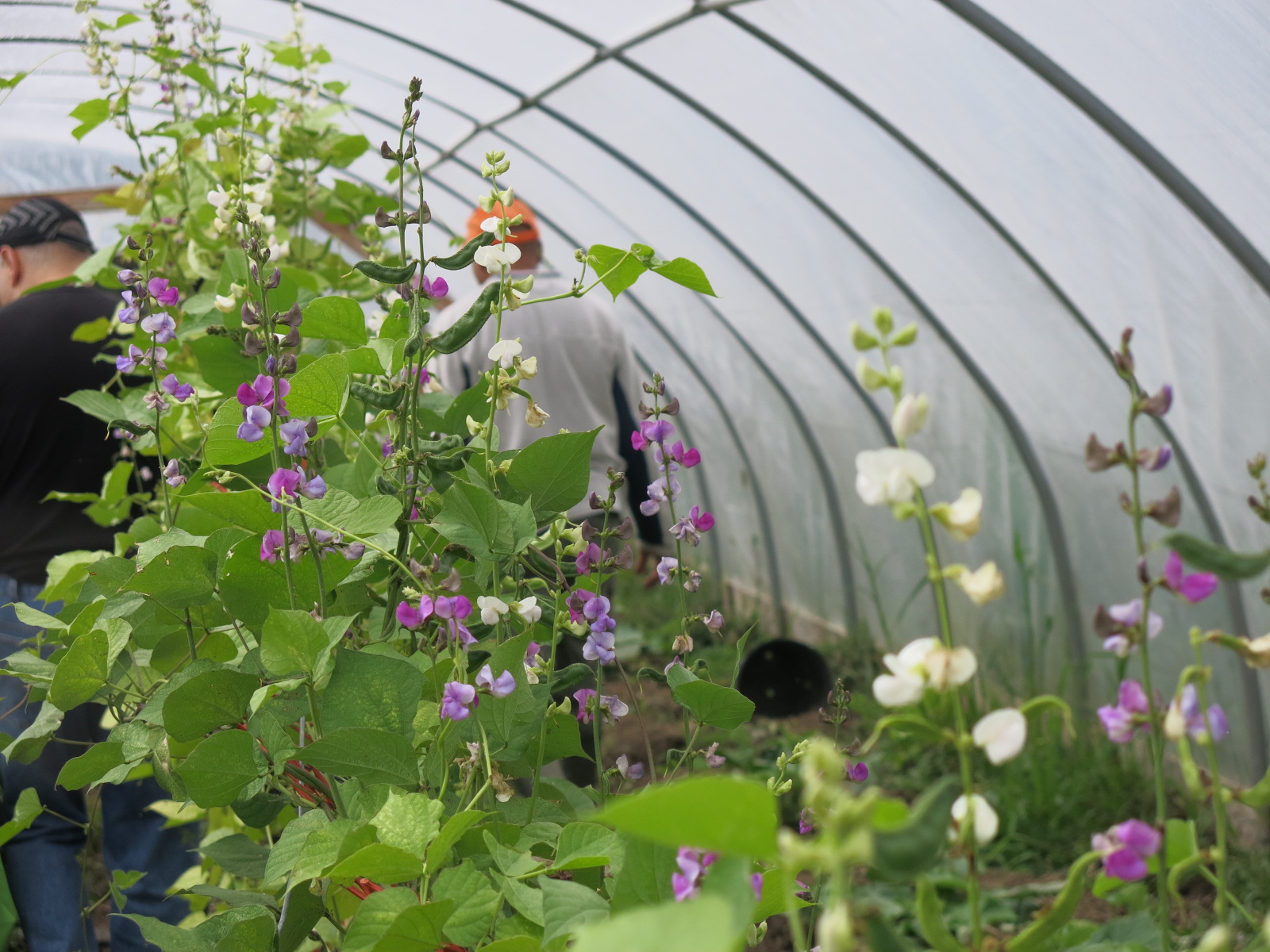 Greenhouse at FarmStart's McVean Farm, Brampton. Photo: Rhonda Teitel-Payne